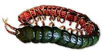 Ryslatha's Coil